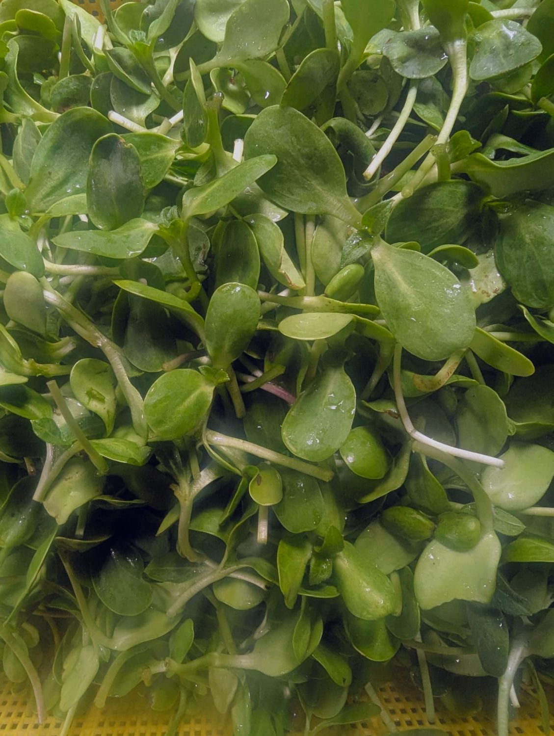 Sunflower Microgreens 100 gr