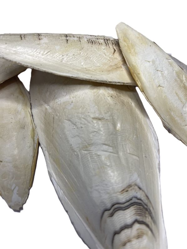 Sepiaschalen naturbelassen 60g