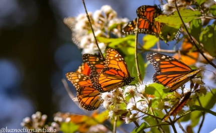 MARIPOSA MONARCA