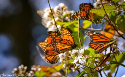MARIPOSA MONARCA