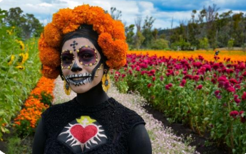 FLOR DE CEMPASÚCHIL