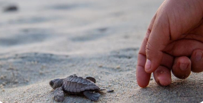 LIBERACIÓN DE TORTUGAS