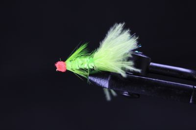 EGG SUCKING LEECH FLIES
