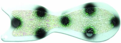 DREAMWEAVER SPINDOCTOR