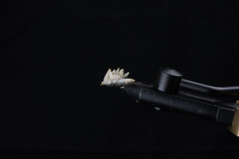 MAGGOT FLY FLIES