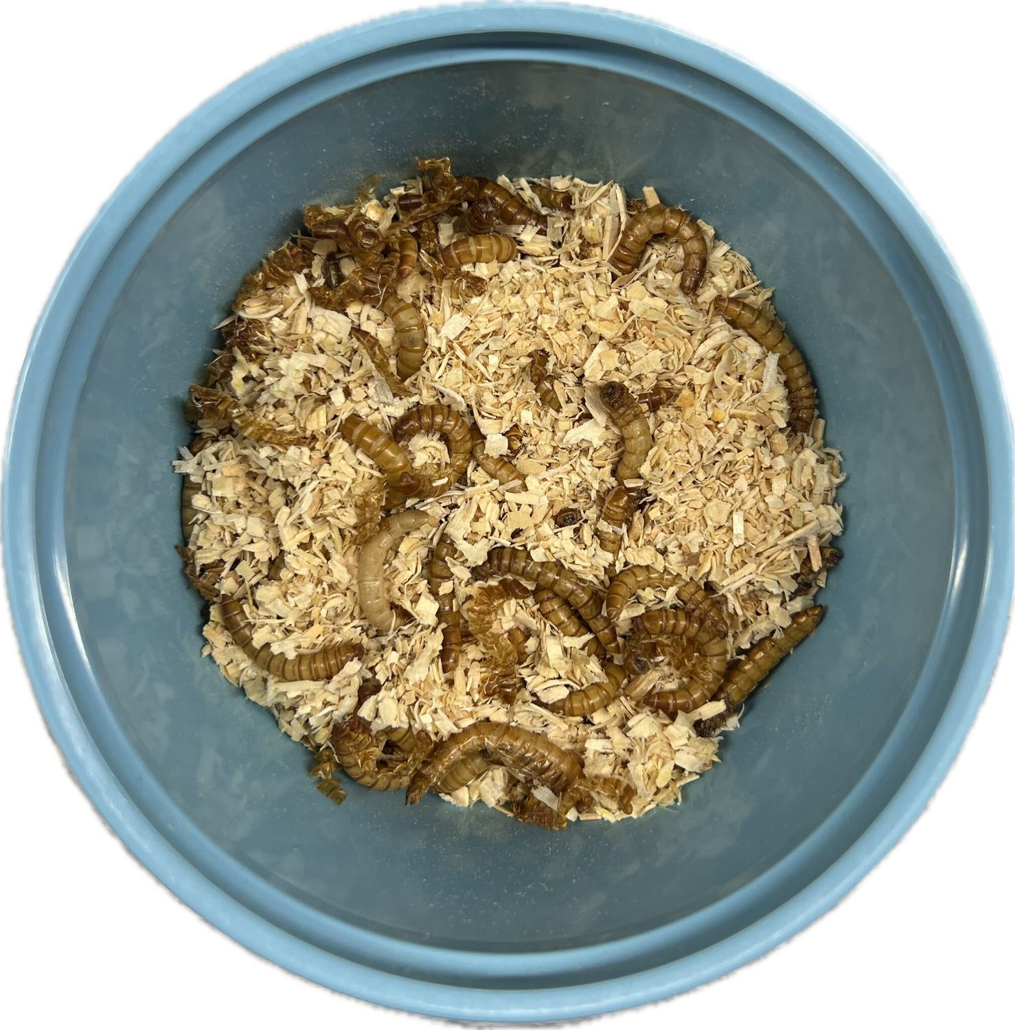 Meal Worms 250ct