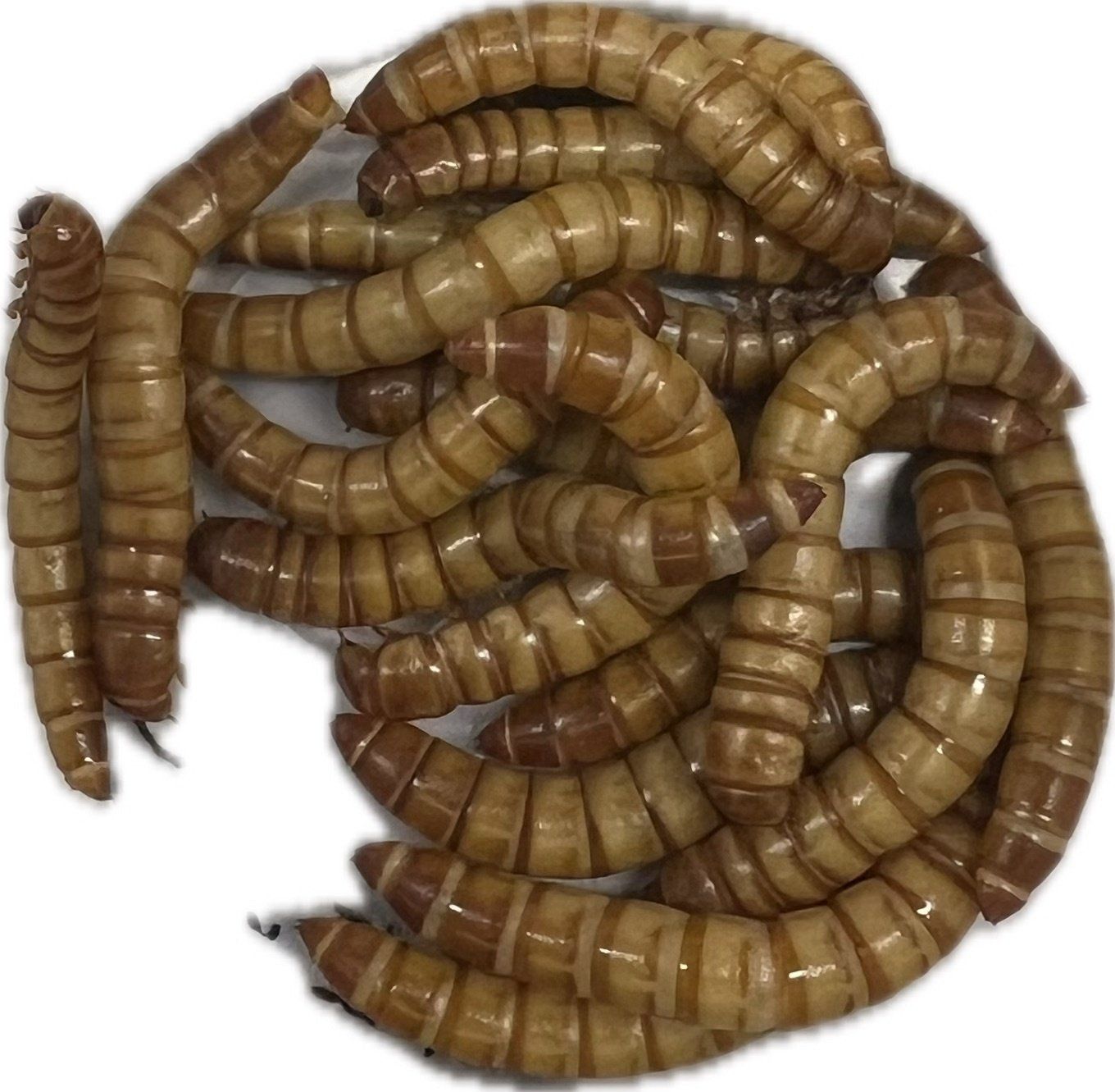 Meal Worms 18ct