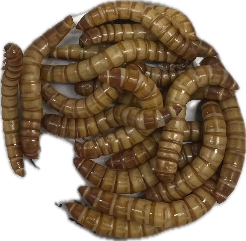 Meal Worms 18ct
