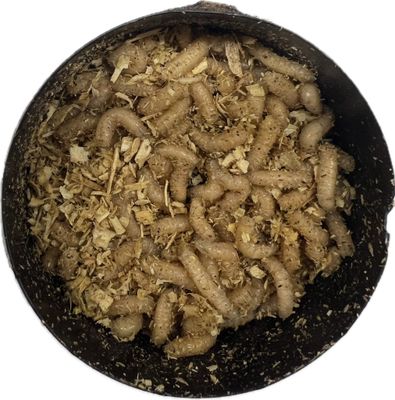 Maggots 50-60ct
