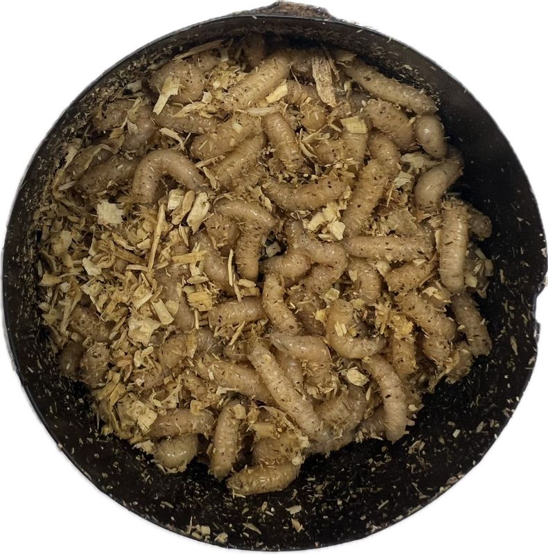 Maggots 50-60ct