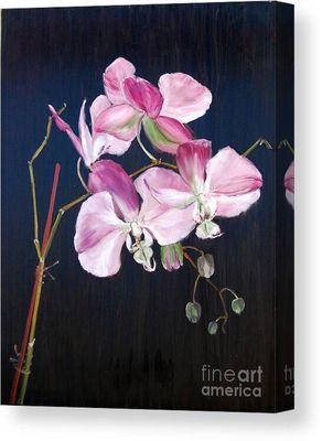 Canvas Prints