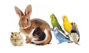 Small Animal