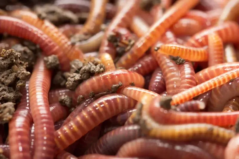 IBW - Red Worms 24 pk
