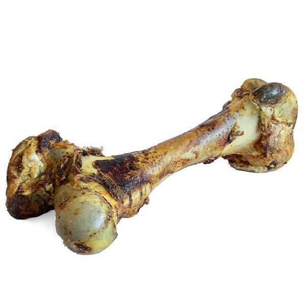 Open Range - Cured Dino Bone