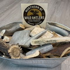 Nature's Northern Antlers - Wild Antlers