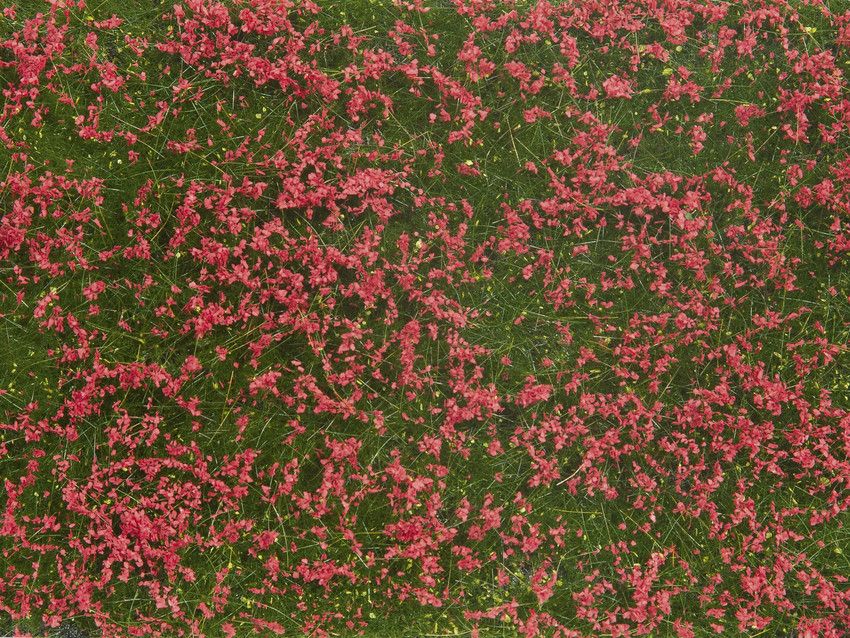 Noch 07257 - Bodendecker-Foliage Wiese rot