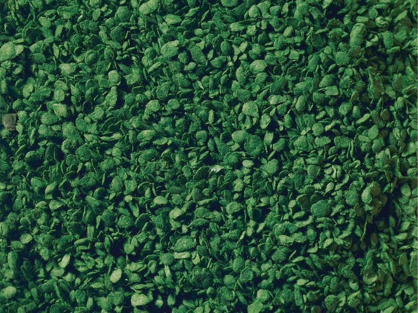 Noch 07744 -  Loof. groen