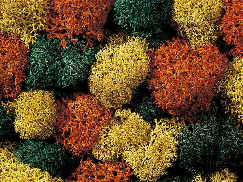 Noch 08630 - Dekormoos