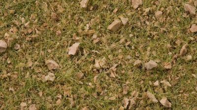 Noch 07075 - Master-Grasmischung “Almwiese”