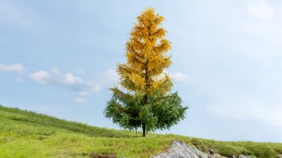 NOCH 20168 - Lariks in herfstkleuren (19 cm)