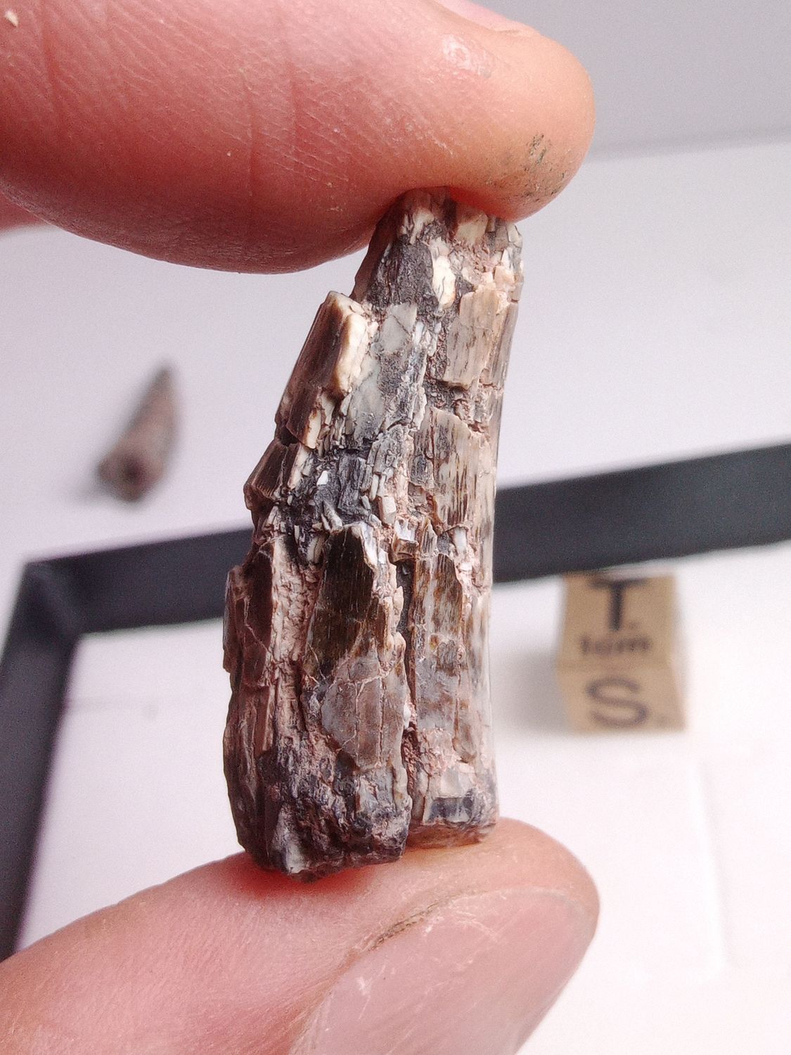 Dent de dinosaure Afrovenator abakensis, Jurassique, Tiouraren Fm. Niger