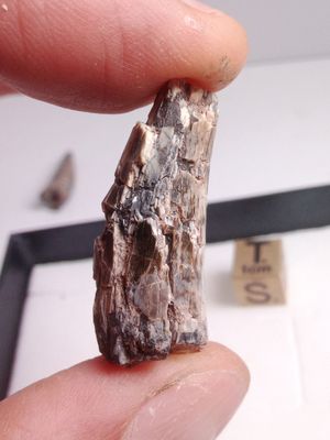 Dent de dinosaure Afrovenator abakensis, Jurassique, Tiouraren Fm. Niger