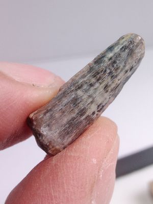 Dent de dinosaure Suchomimus Tenerensis, Crétacé, Elrhaz Fm. iger