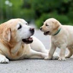 Dog
