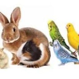 Small Animal