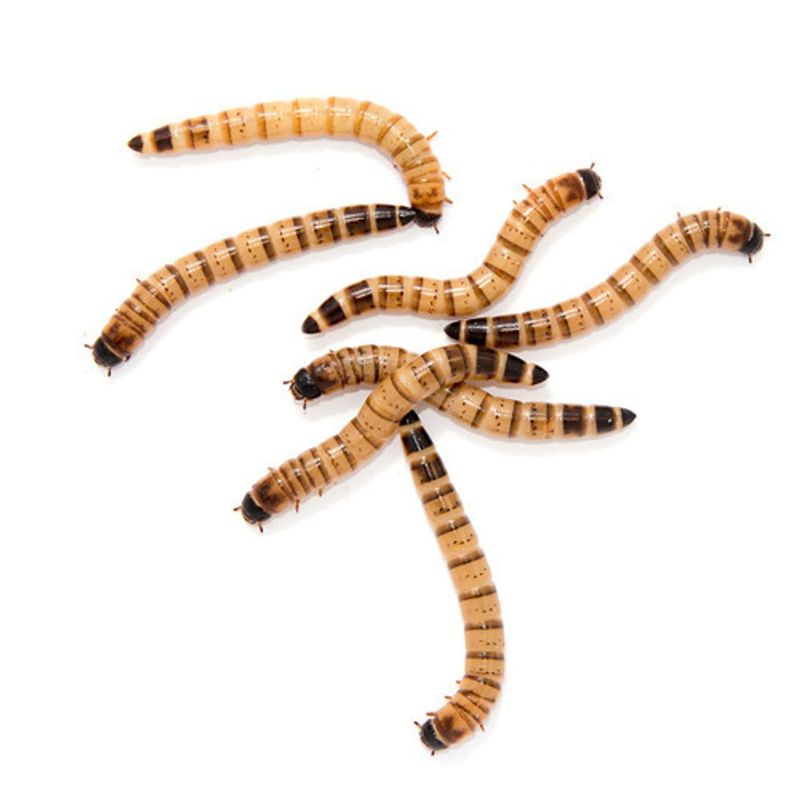 IBW - Small Super Worms