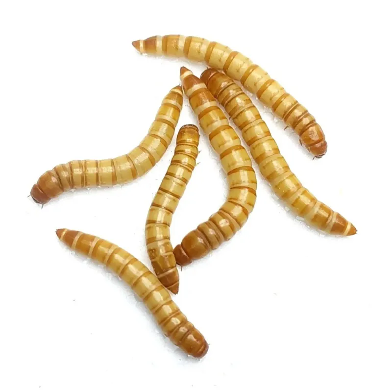 IBW - Large Mealworms