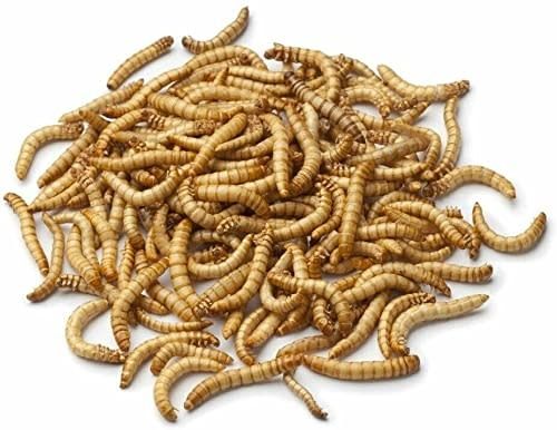 IBW - Regular Mealworms
