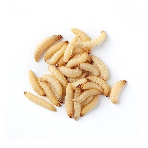 IBW - Wax Worms