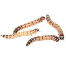 IBW - Giant Mealworms