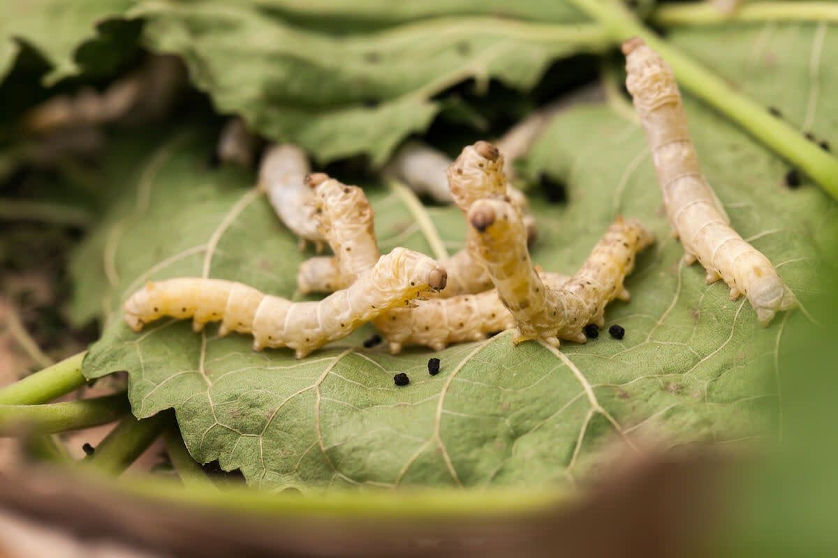 IBW - Medium Silk Worms qty 10