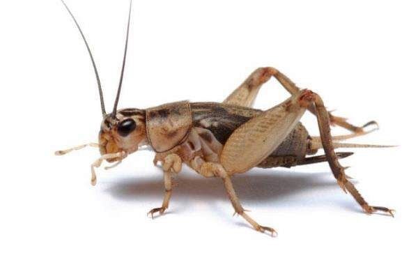 IBW - Crickets Qty 100&#39;s