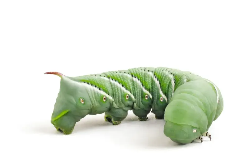 IBW - Medium Horned Worms 10 Pack
