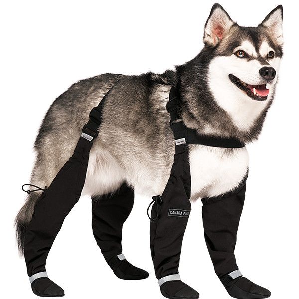 Canada Pooch - Suspender Boots Black
