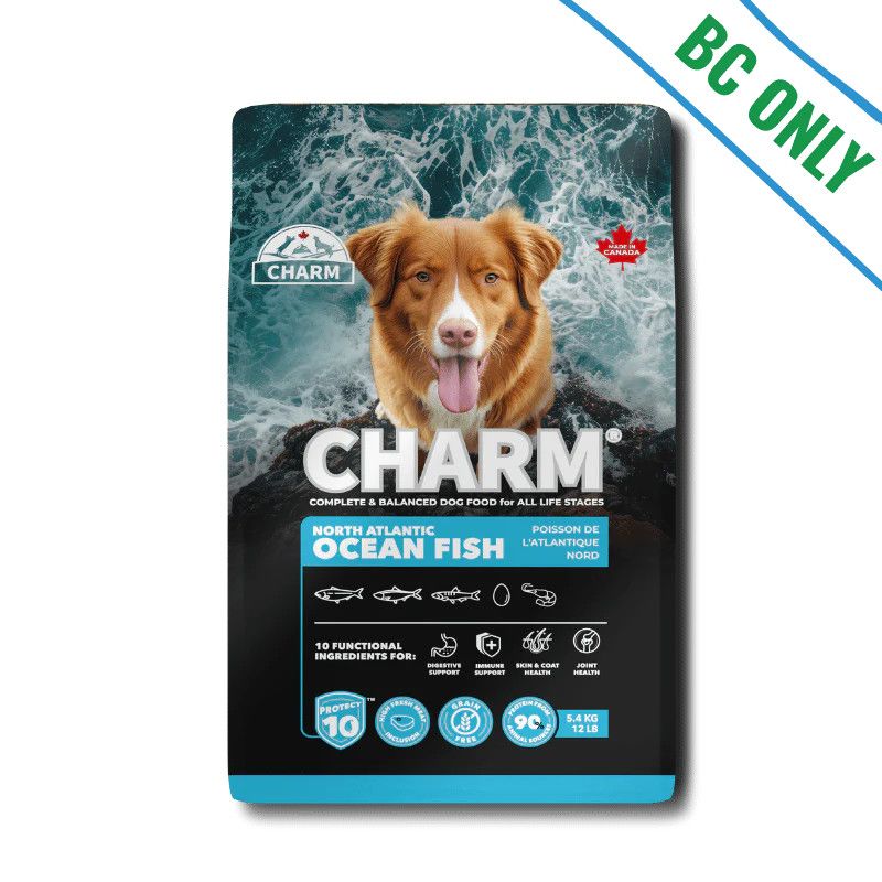 Charm - North Atlantic Ocean Fish Dog