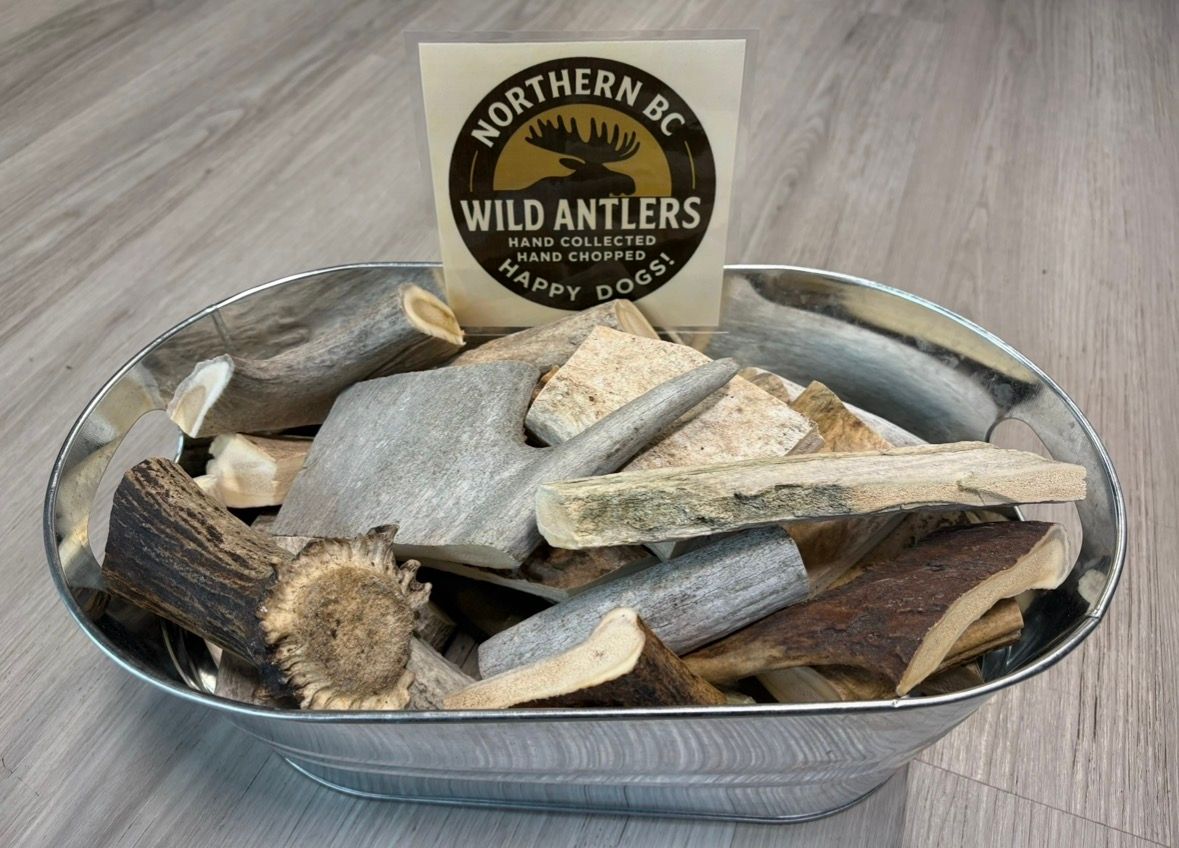 Nature's Northern Antlers - Wild Antlers