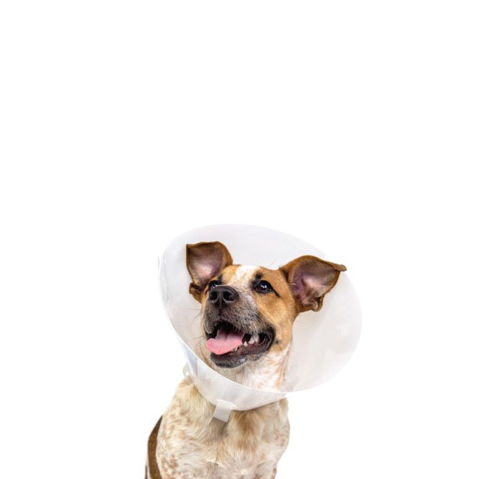 Baxter - Elizabethan Clear Collar
