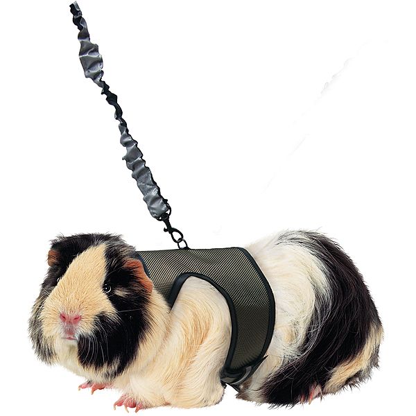 Kaytee - Comfort Harness with Stretch Lead Large