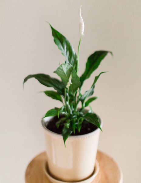 Peace Lily