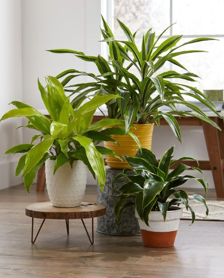Green House Plant