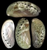 One Green Abalone measuring 2 to 3 inches.  ******
