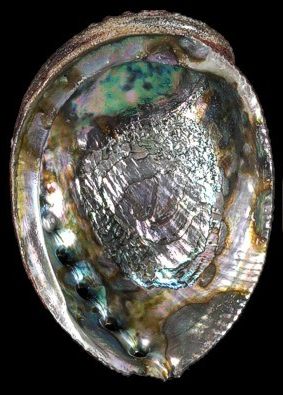 One Blue Green Abalone measuring 5 to 6 inches ******