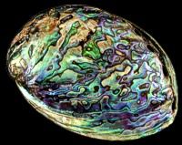 One 4 to 5 inch Polished Paua Abalone (Haliostis Iris) from Northern shores of New Zealand*****