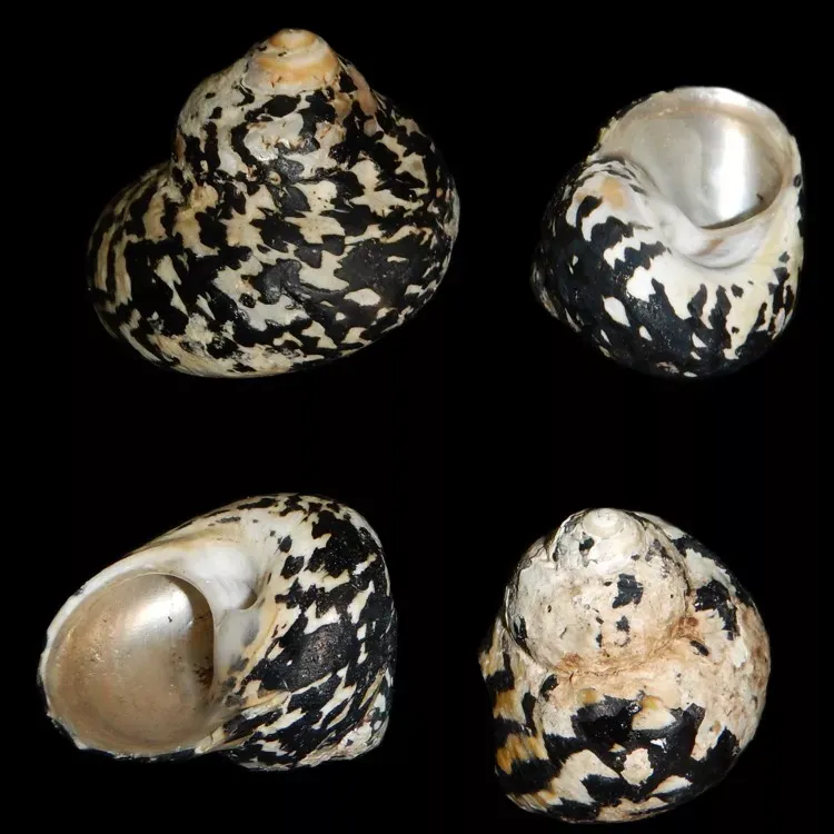 One MAGPIE SHELL ranging in size from 2 to 3 inches *****
