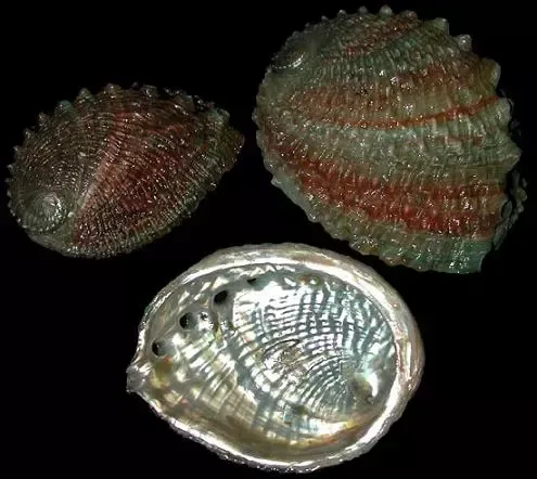 One Ruff Back Rainbow Abalone  measuring 4 to 6 inches. ****