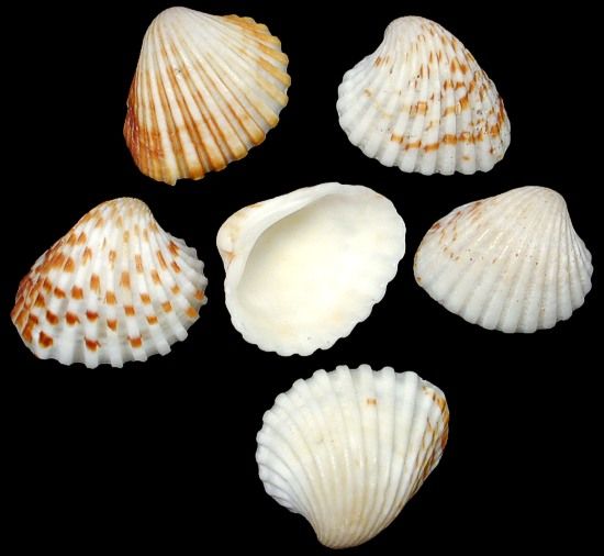 A 1/4 pound of  3/4 to 1&quot; Brown &amp; White assorted color Ark shells